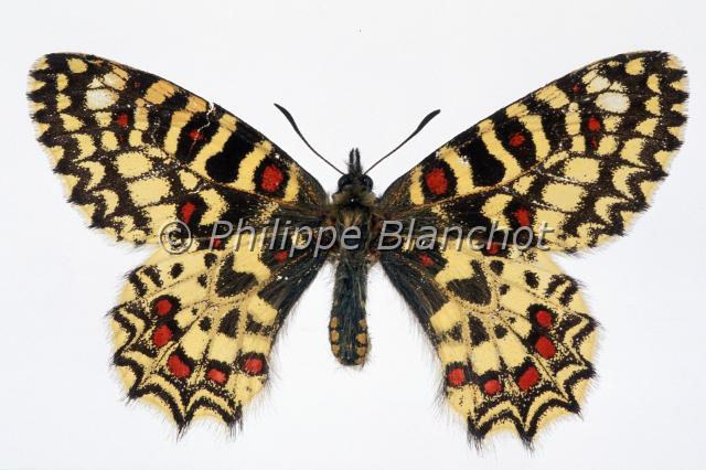 zerynthia rumina.JPG - Zerynthia ruminaProserpineSpanish festoonLepidotera, PapilionidaePapillon protégé en France